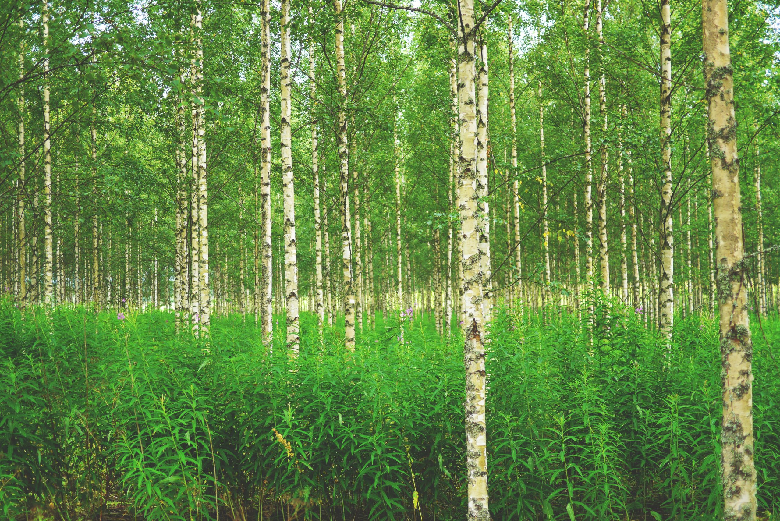 forest, birch, birch forest